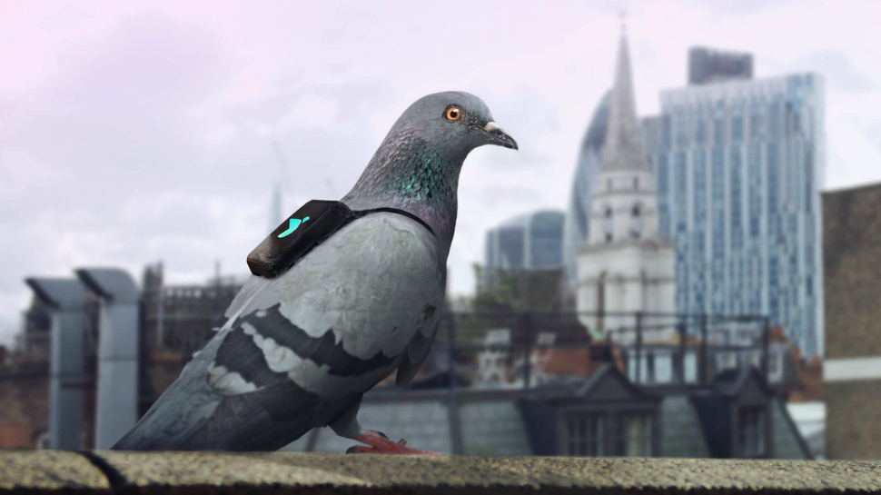 Spaning London: Duvor mäter och twittrar om luftförorening