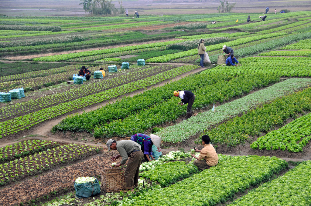 E-handel förbättrar förutsättningarna för bönder i Asien
